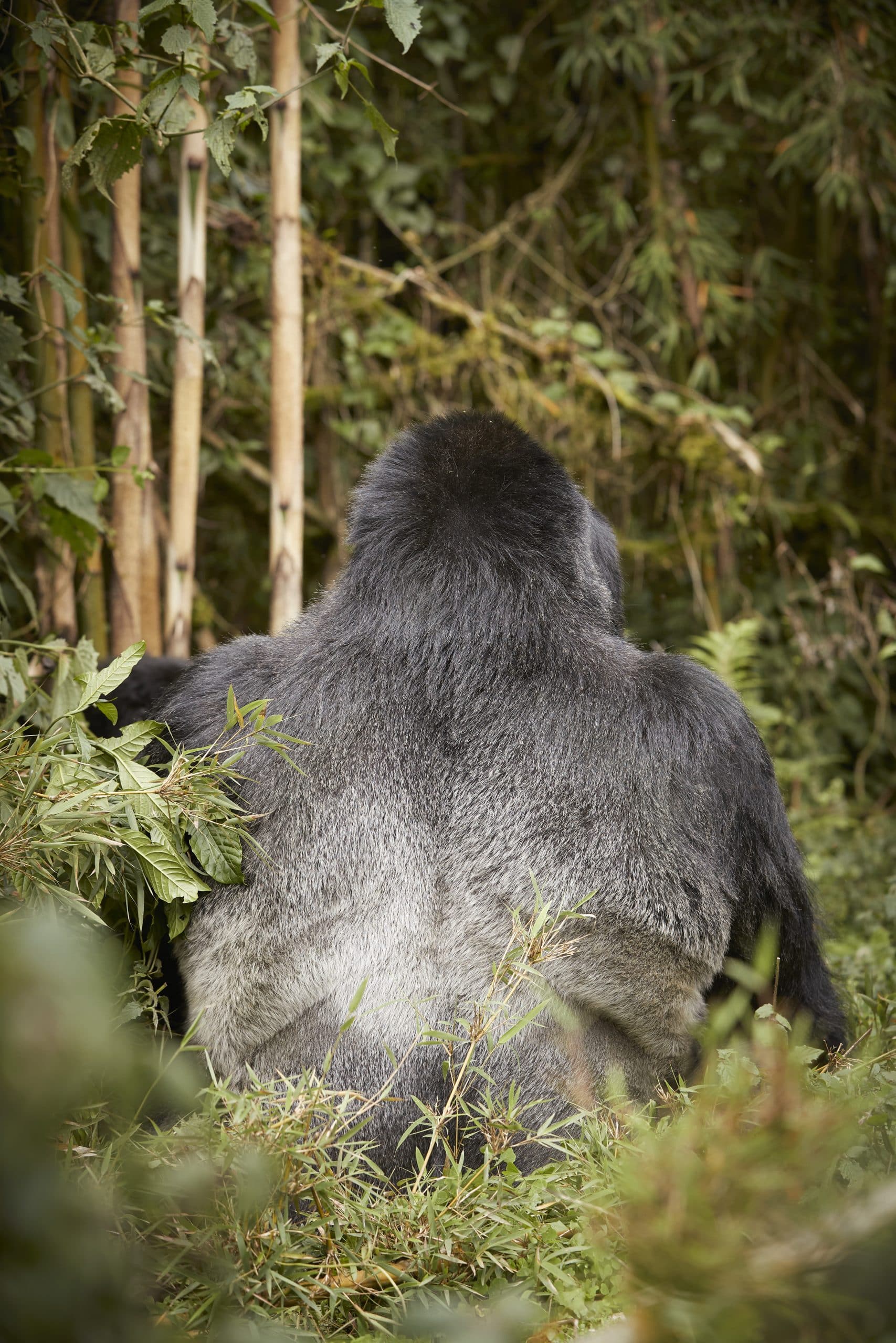 One&only gorilla's nest gorille à dos argenté