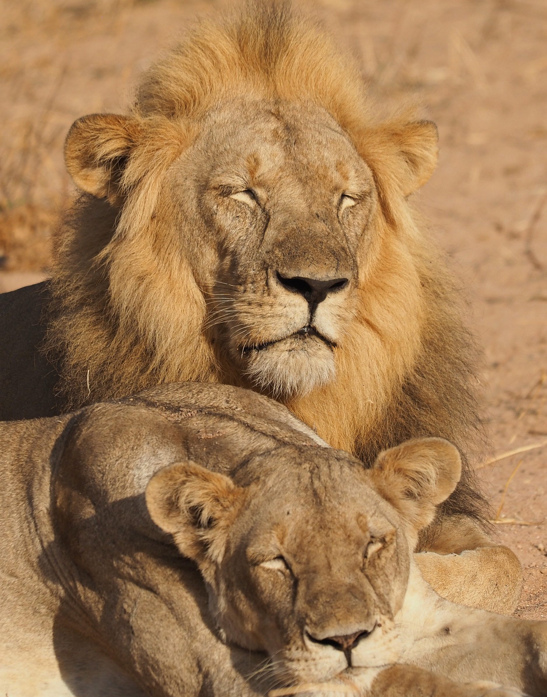 Jongomero Private Bush Manor Tanzanie lions