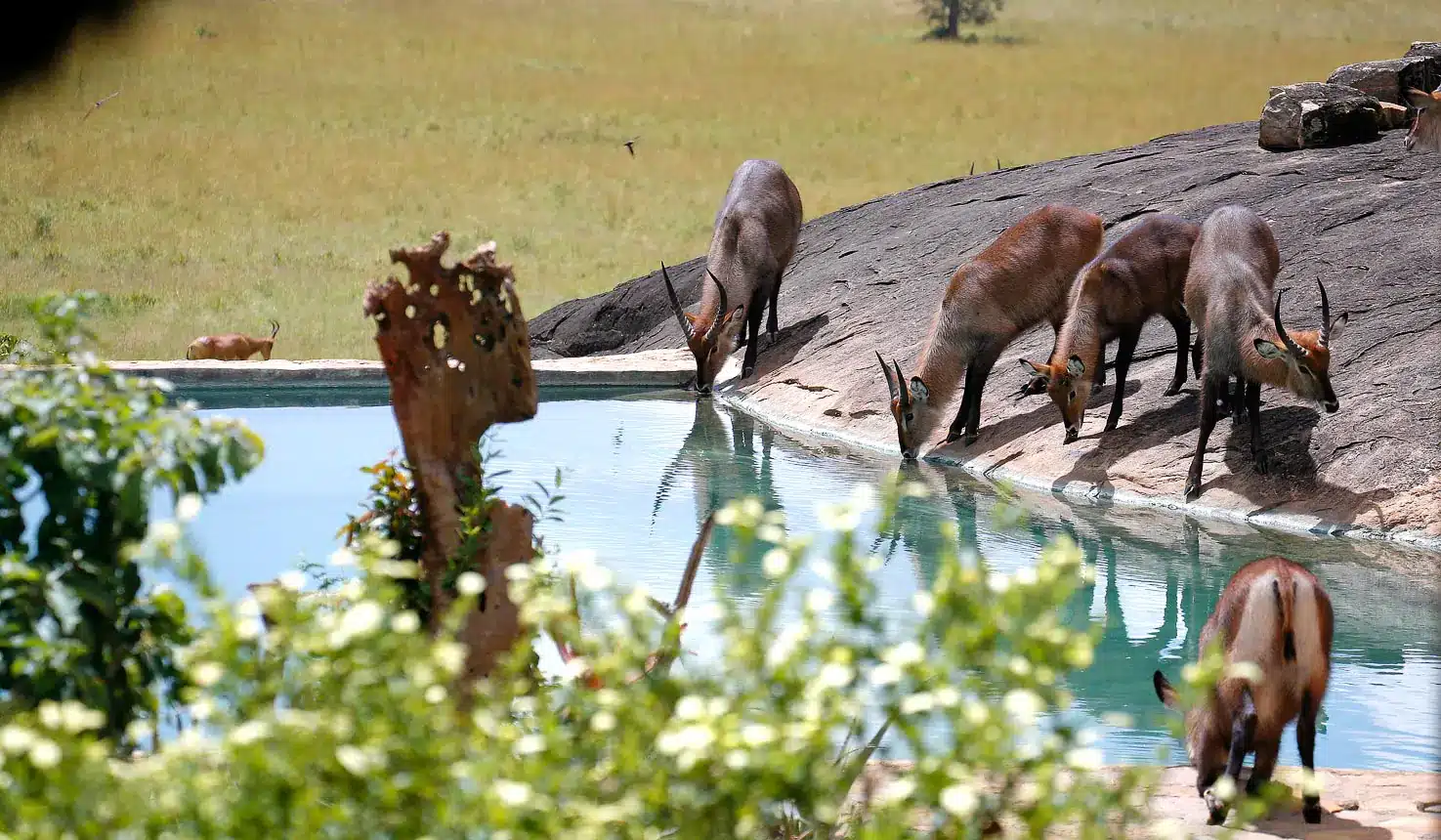 Apoka Safari Lodge Ouganda animaux dans la piscine