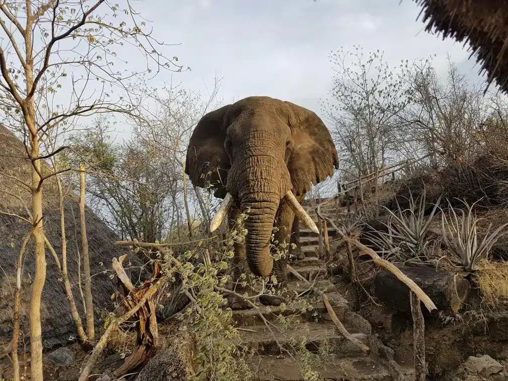 Apoka Safari Lodge Ouganda éléphant dans la réserve de l'hôtel