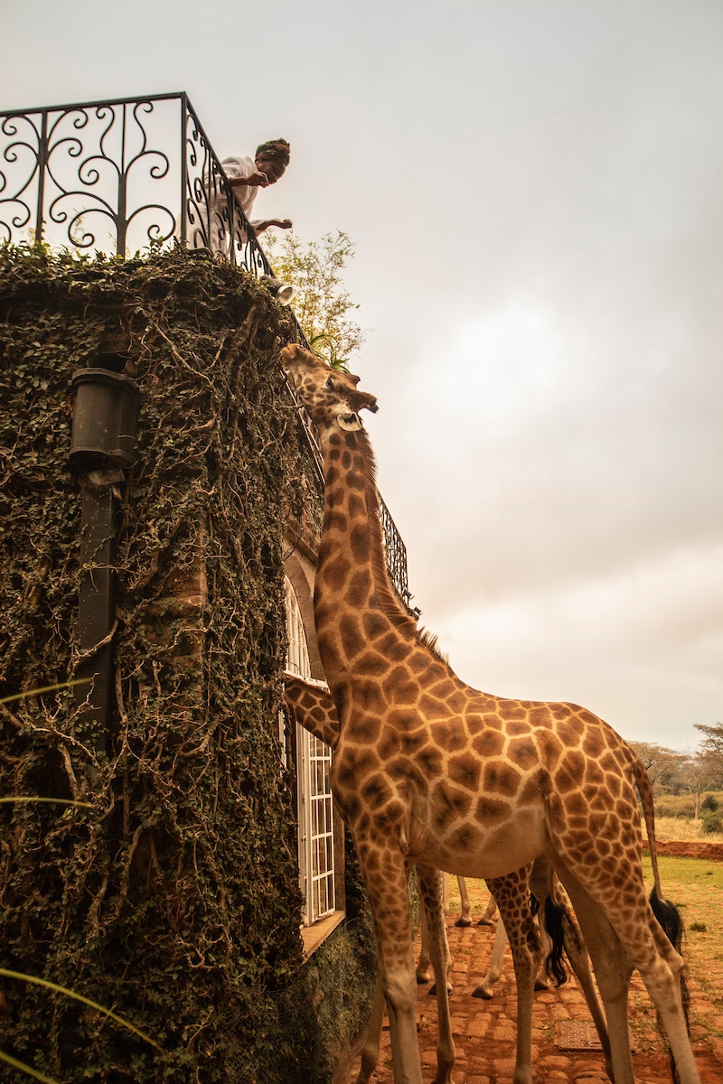 Giraffe Manor Kenya nourrir les girafes