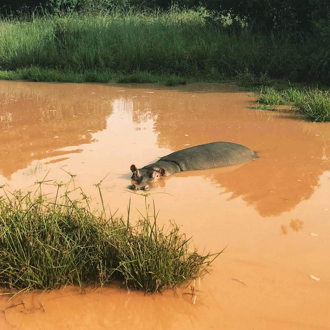 Ishasha Camp Ouganda hippopotame