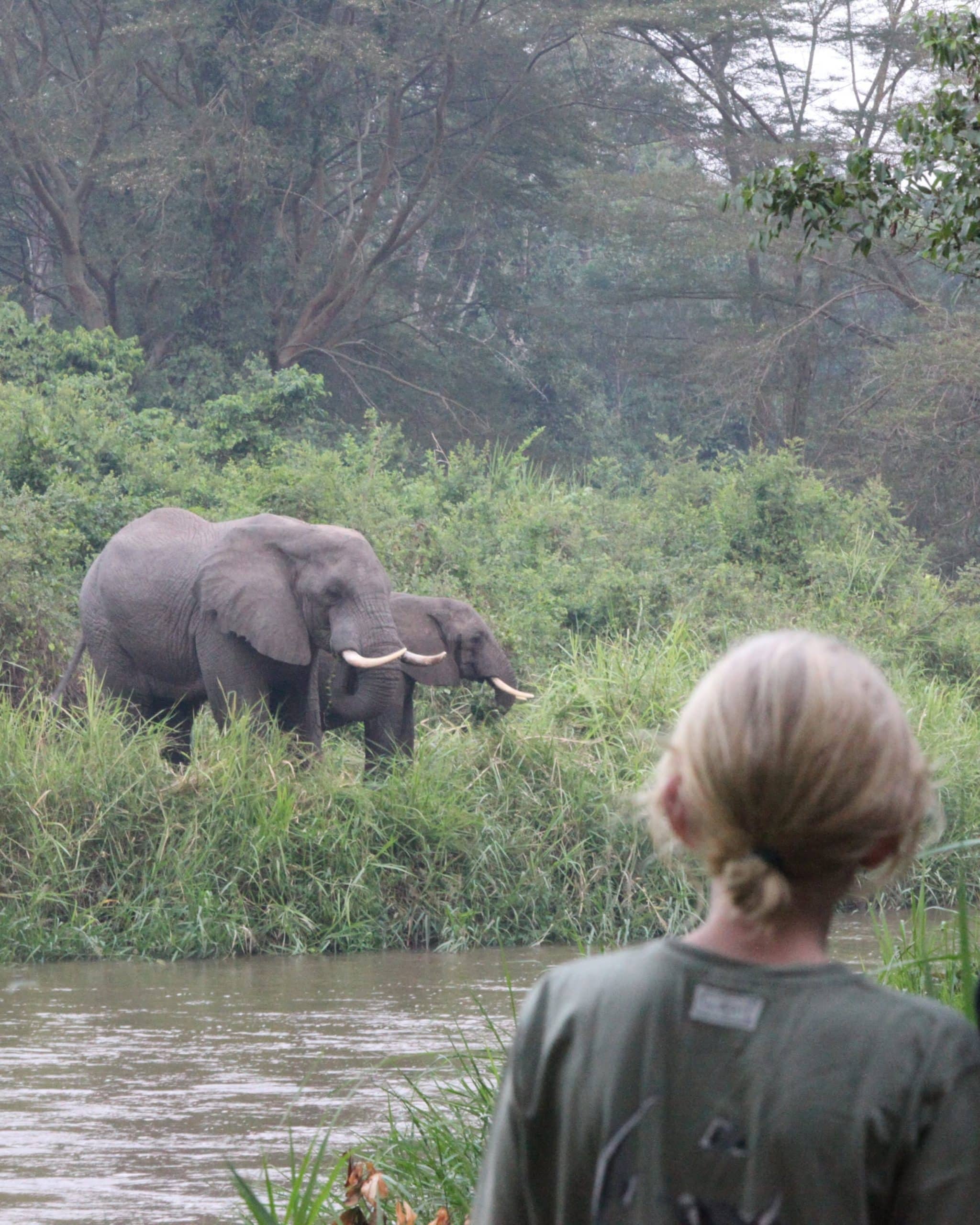 Ishasha Camp Ouganda safari éléphant