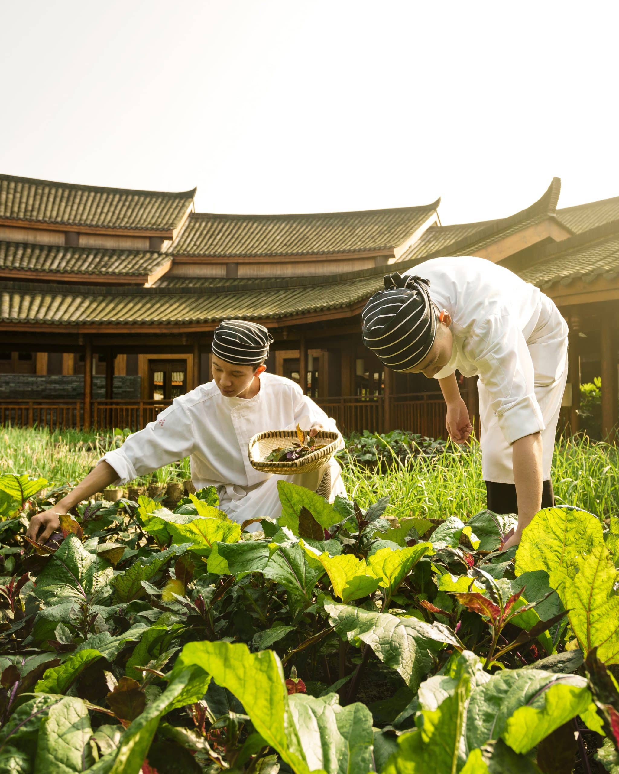 Qing Cheng Mountain Chine jardin bio