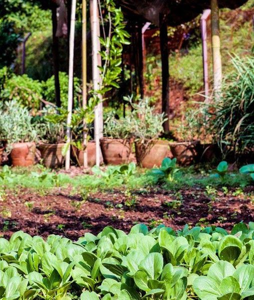 Tiger Mountain Pokhara Lodge Nepal potager bio