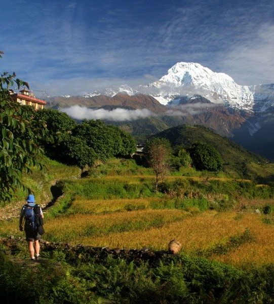 Tiger Mountain Pokhara Lodge Nepal trek dans les rizieres