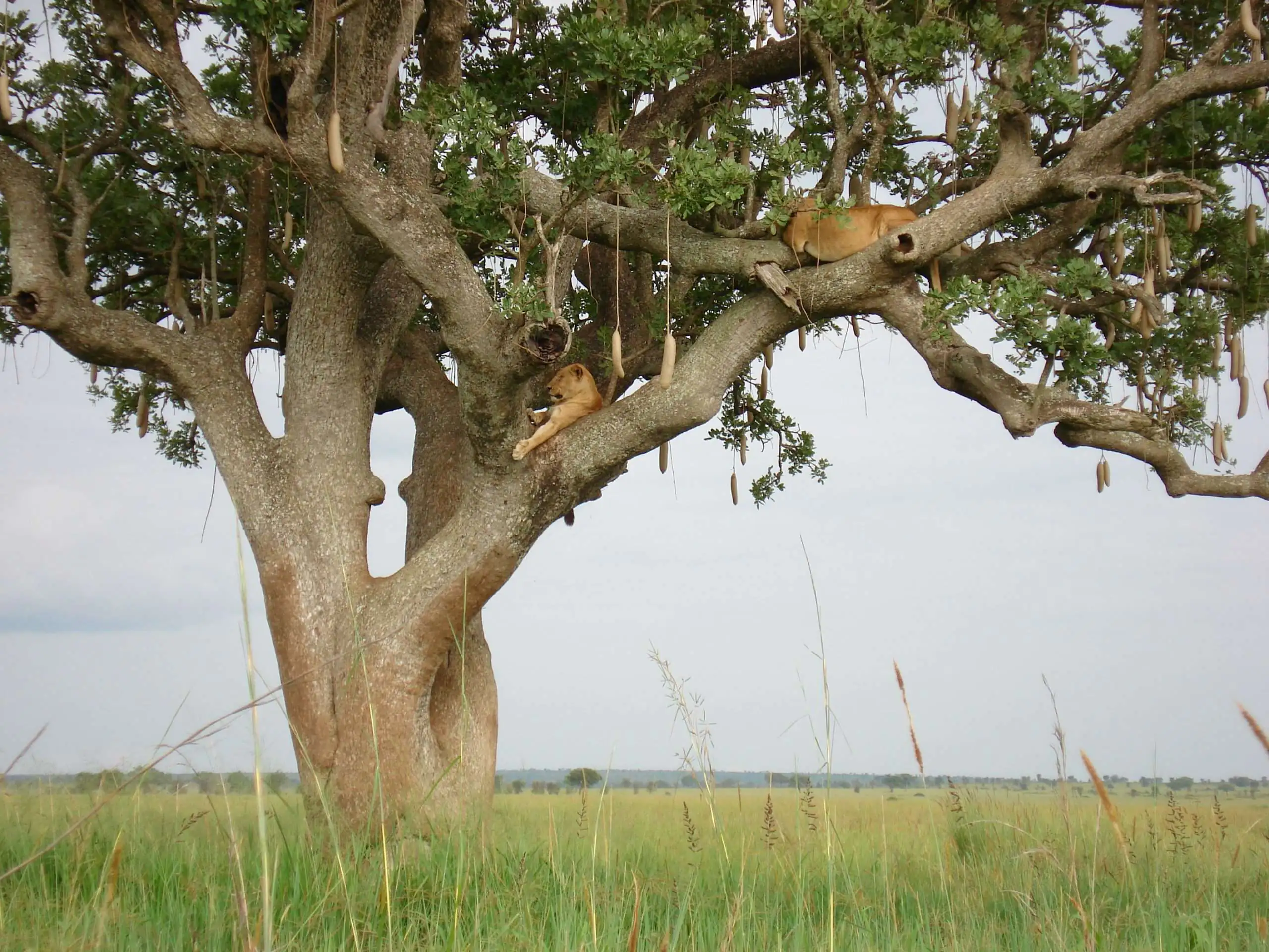 lions dans l'arbre Apoka Safari Lodge Ouganda