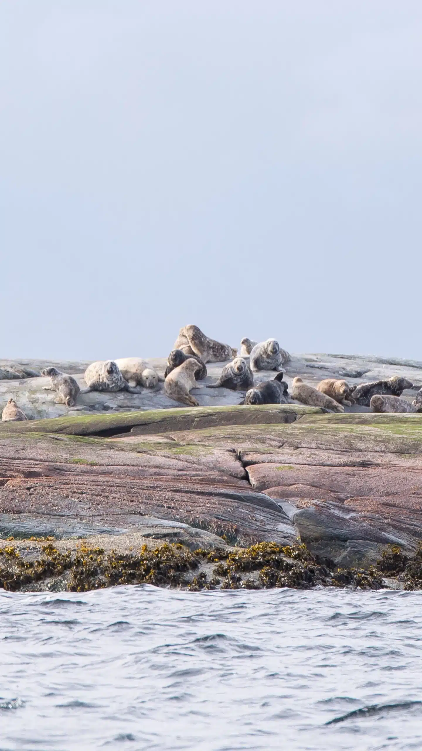 sortie en mer Storfjord Norvège