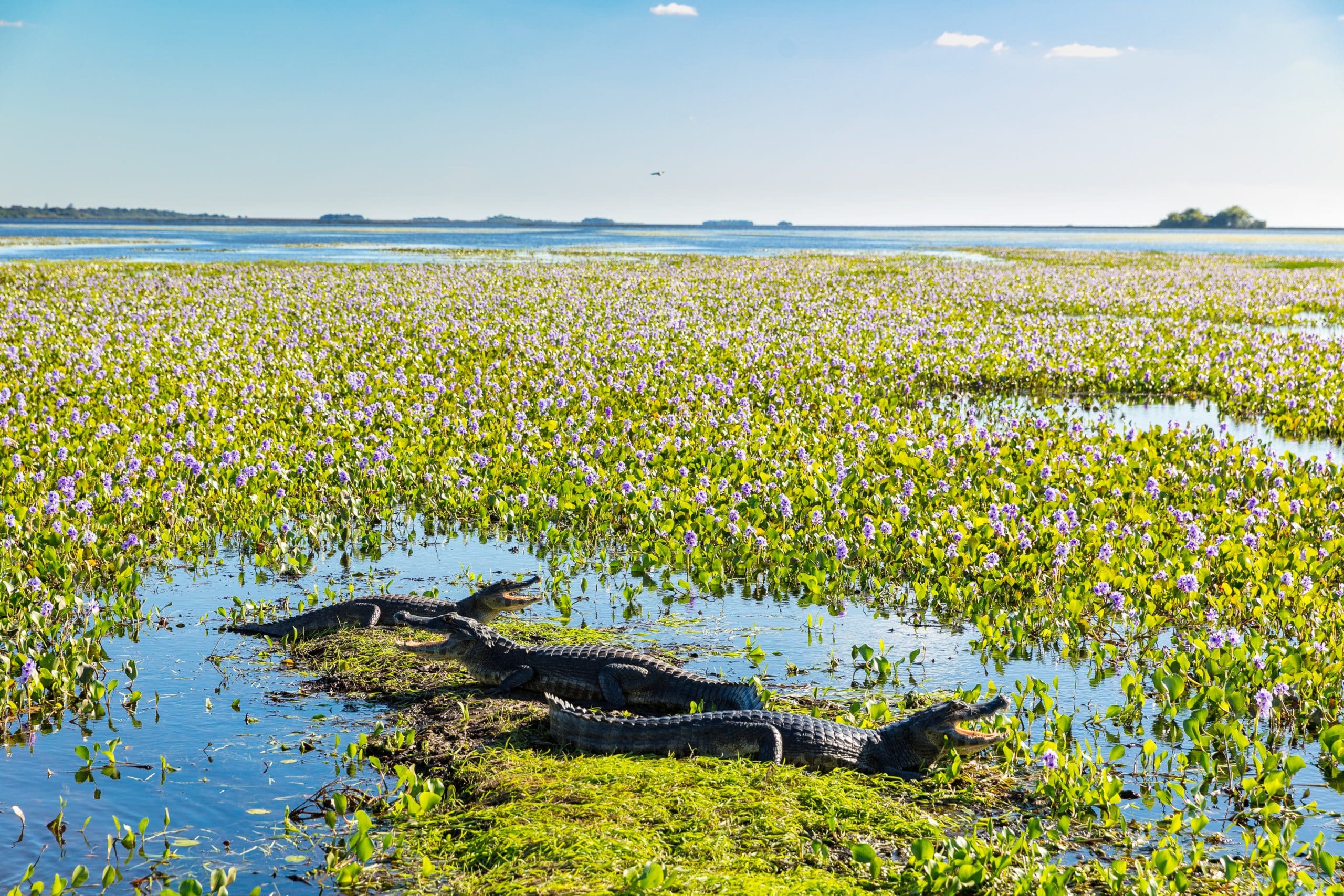 Rincón del Socorro Argentine alligators