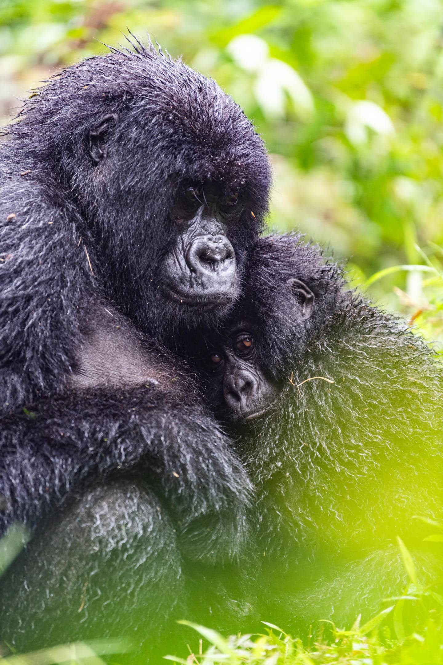 Sabyinyo Silverback Lodge Rwanda safari gorille