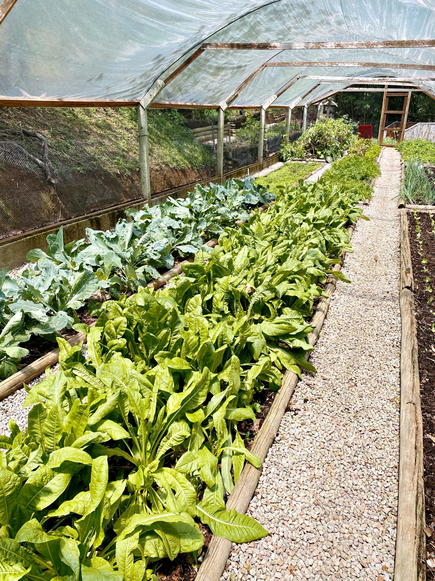 Hotel ponta dos ganchos Brésil jardin potager