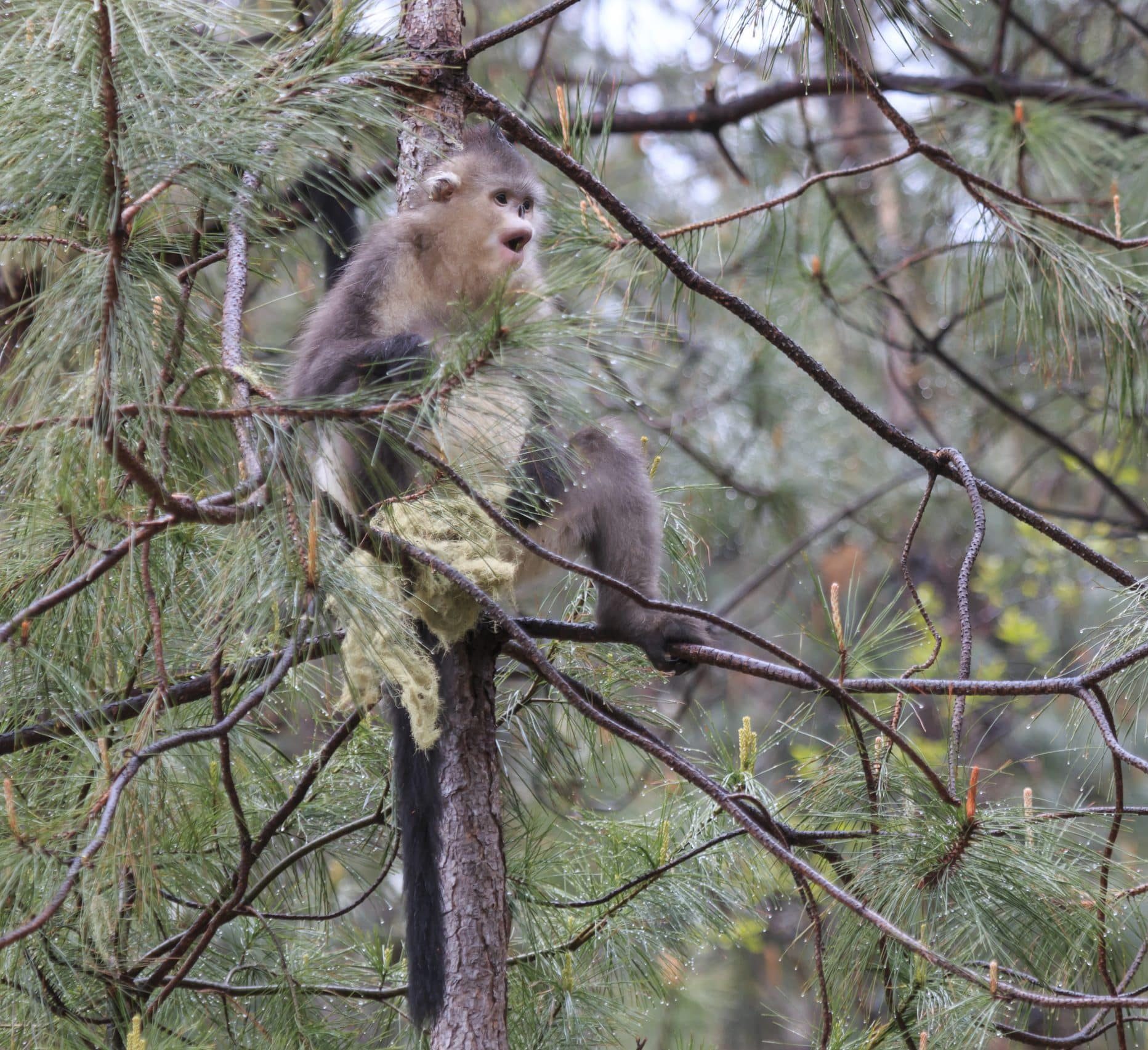 Yunnan,Black,Snub nosed,Monkey,(rhinopithecus,Bieti)