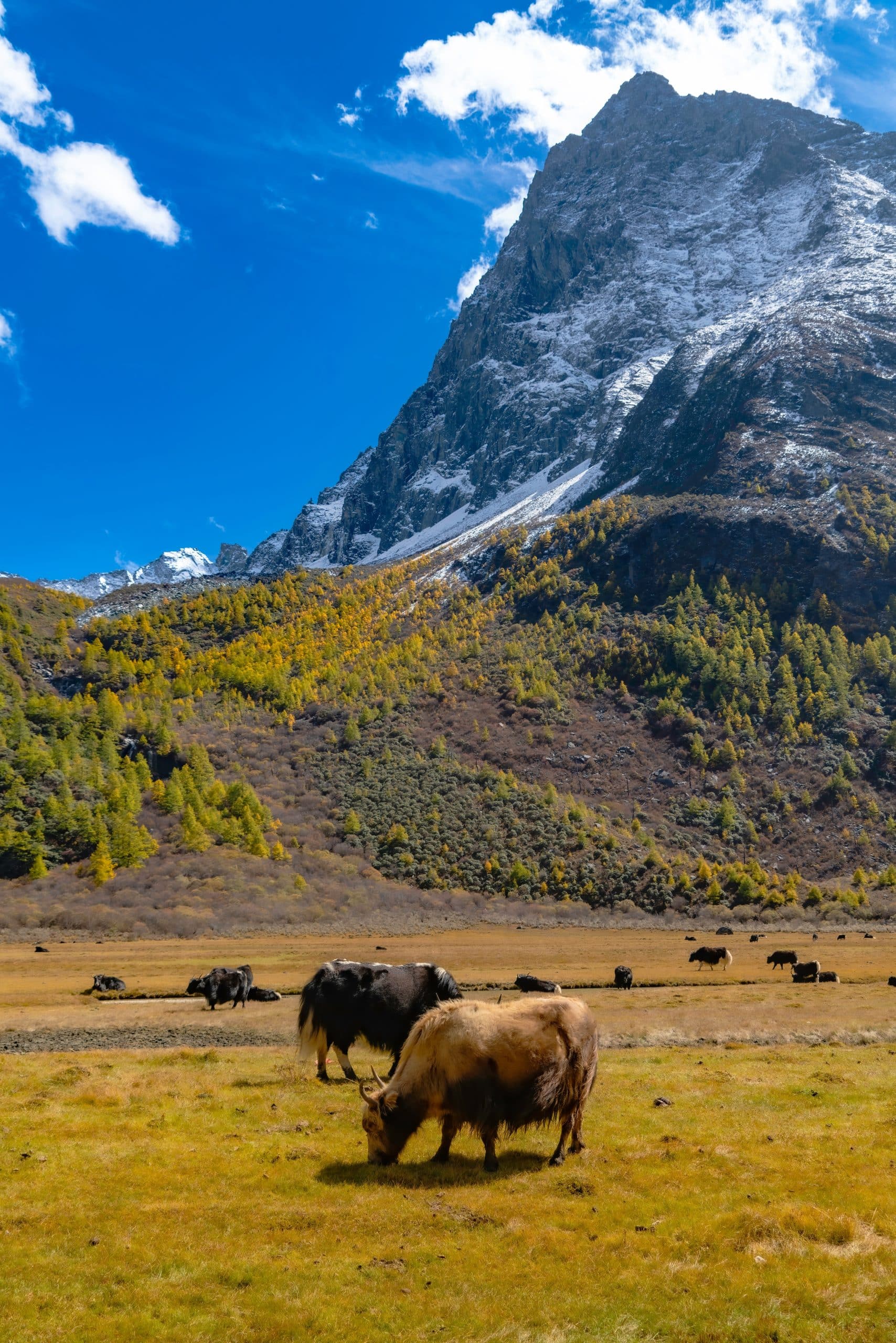 Panaromic,View,Of,Autumn,Highland,Snow,Mountain,Of,Yading,Nature