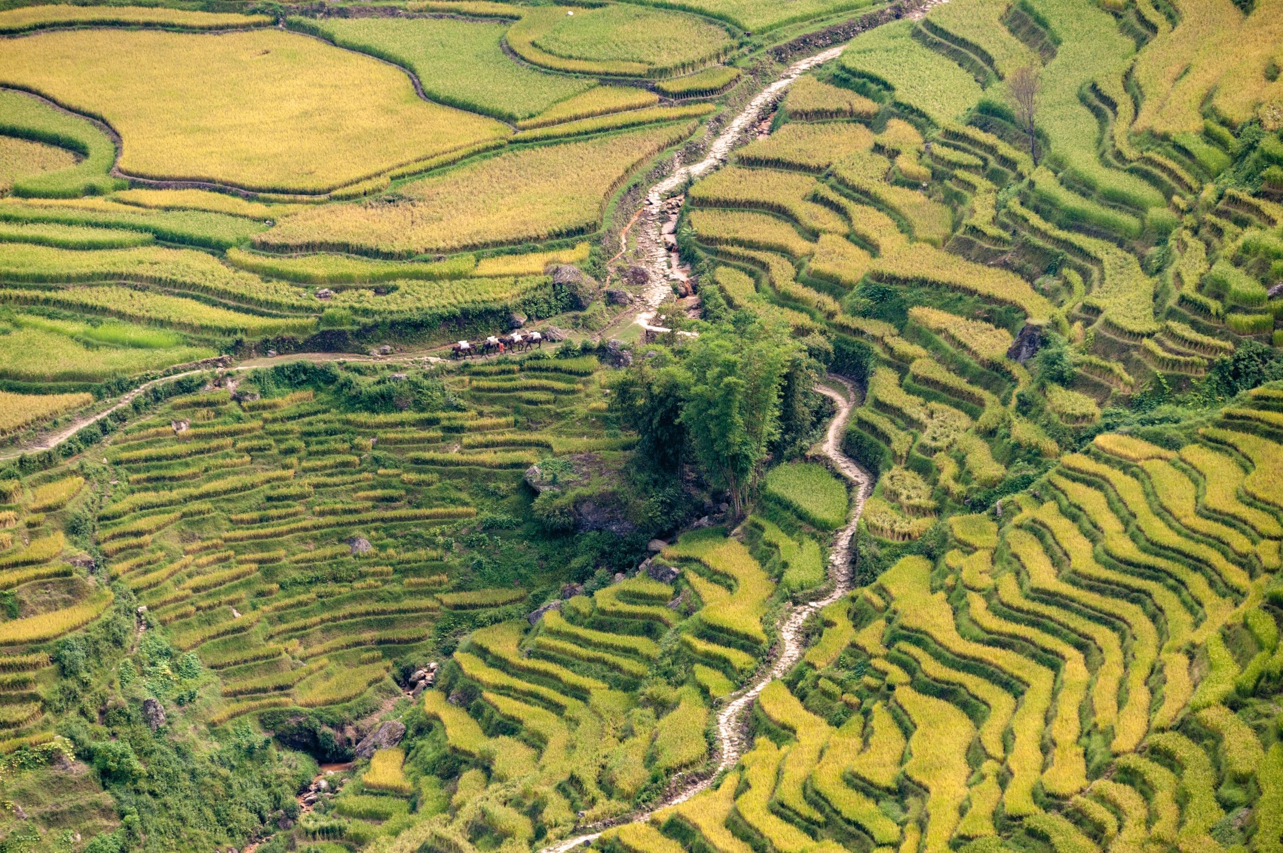 Green,Rice,Field,Terraces,In,Summer,At,The,Time,Of