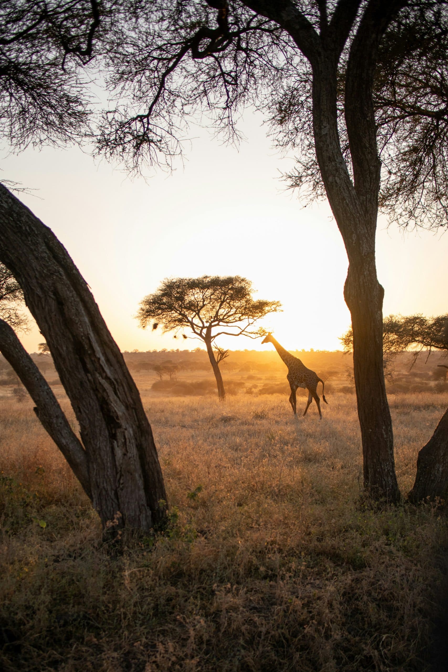 De la Tanzanie à la Nouvelle Zélande L’aventure sportive et humaine de Pauline Petat tranquilité tanzanienne