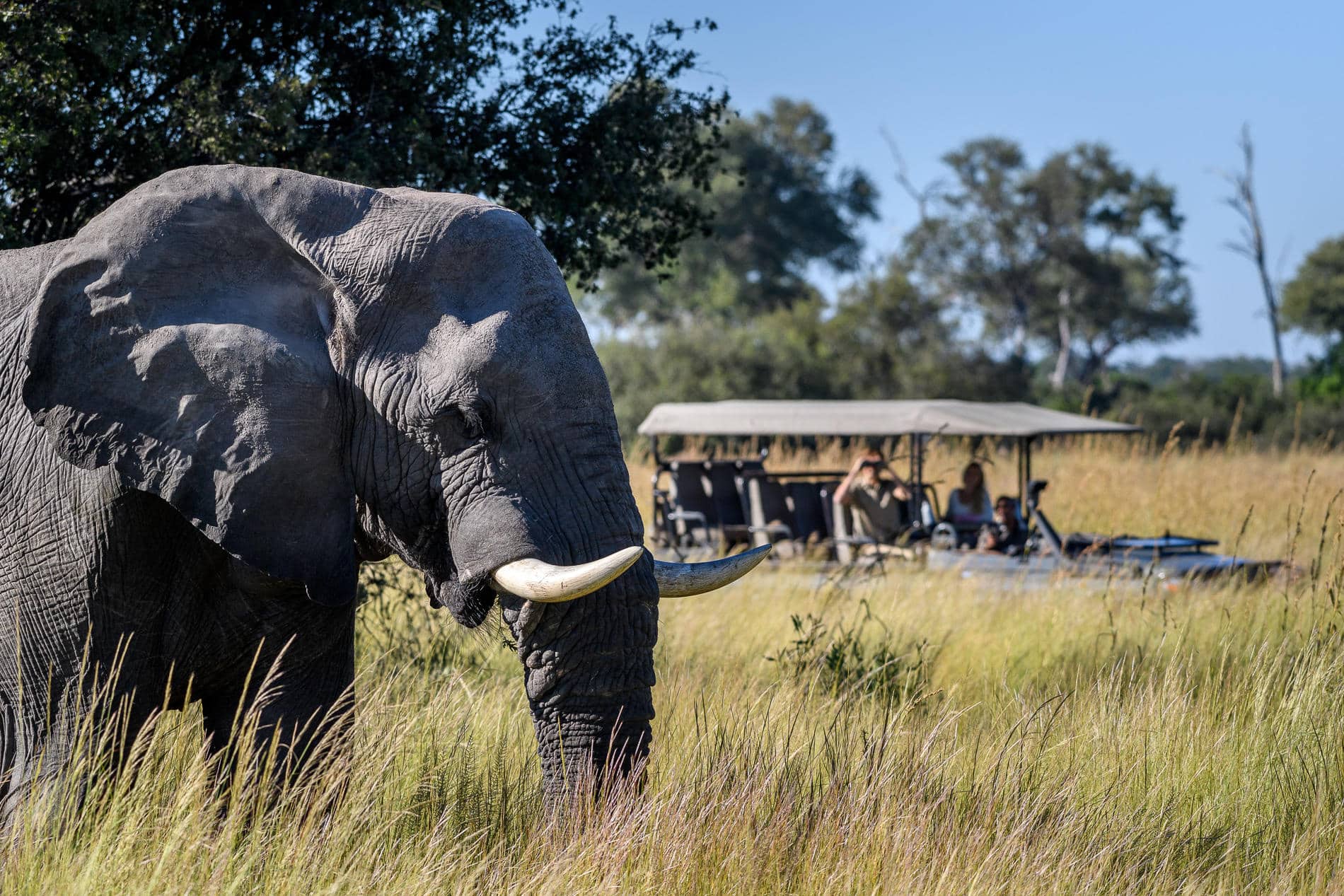 Wilderness DumaTau Botswana safari X éléphant