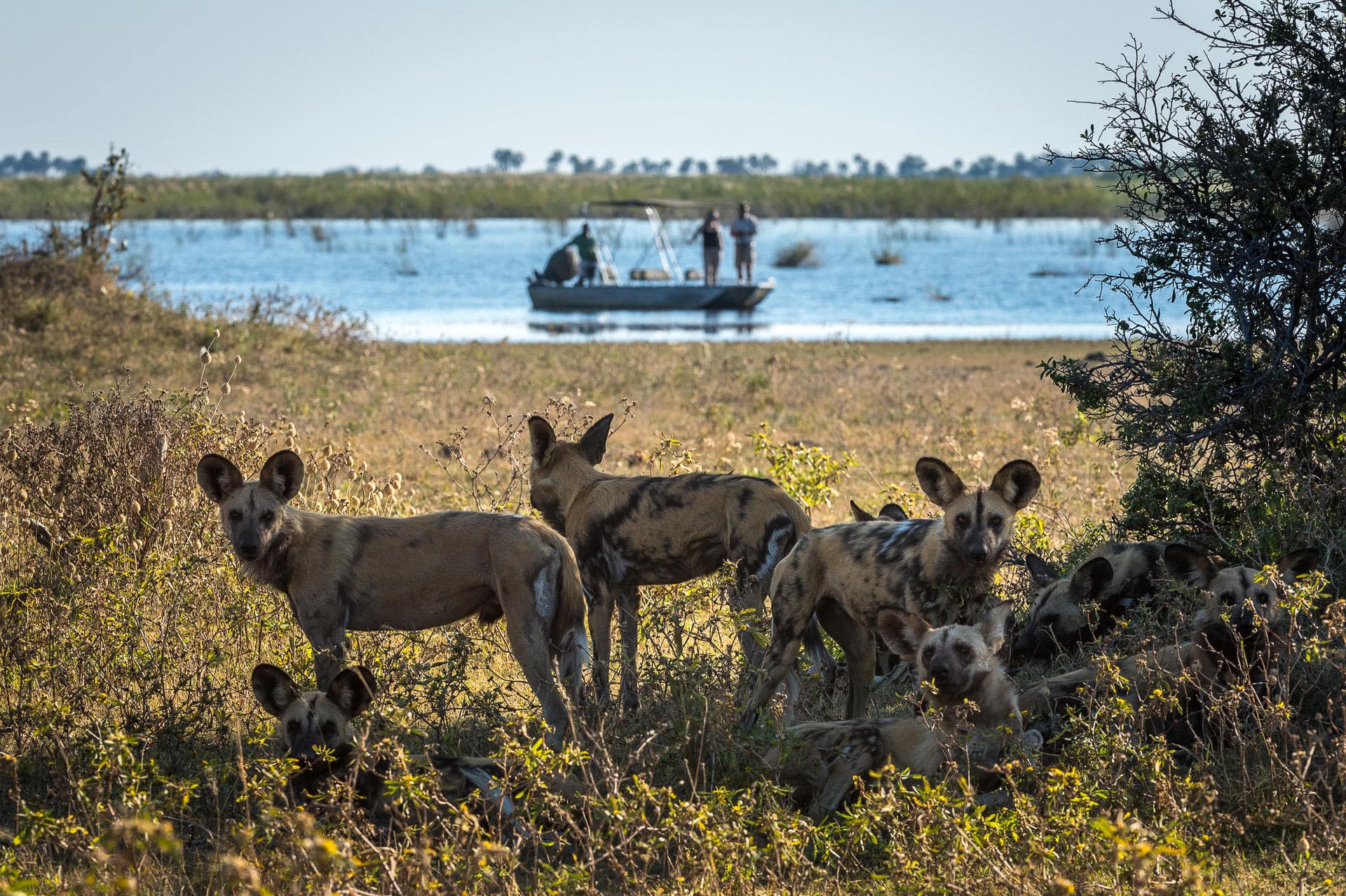 Wilderness DumaTau Botswana safari bateau et lycaons