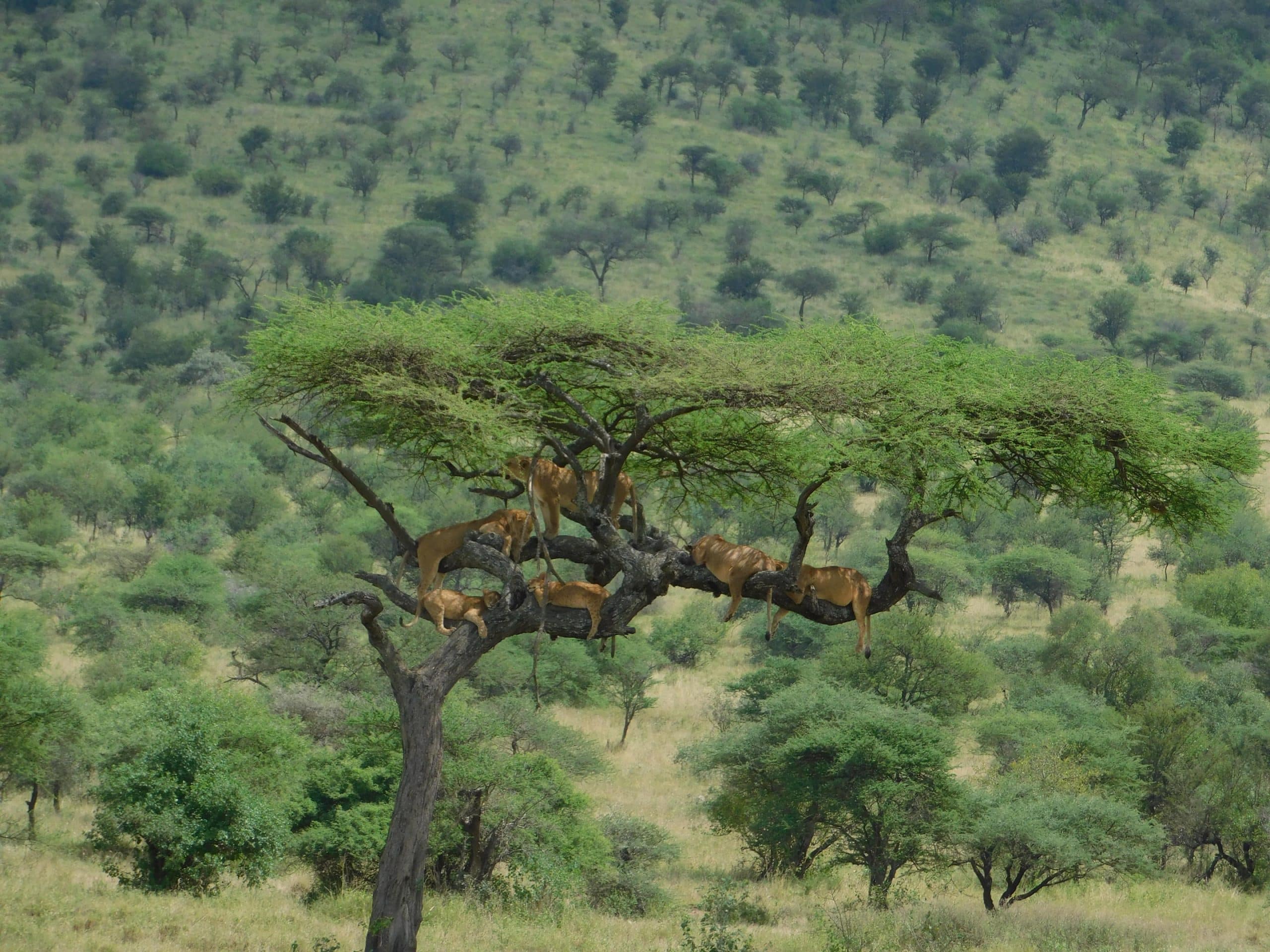 Wilderness Usawa Tanzanie lions arboricoles