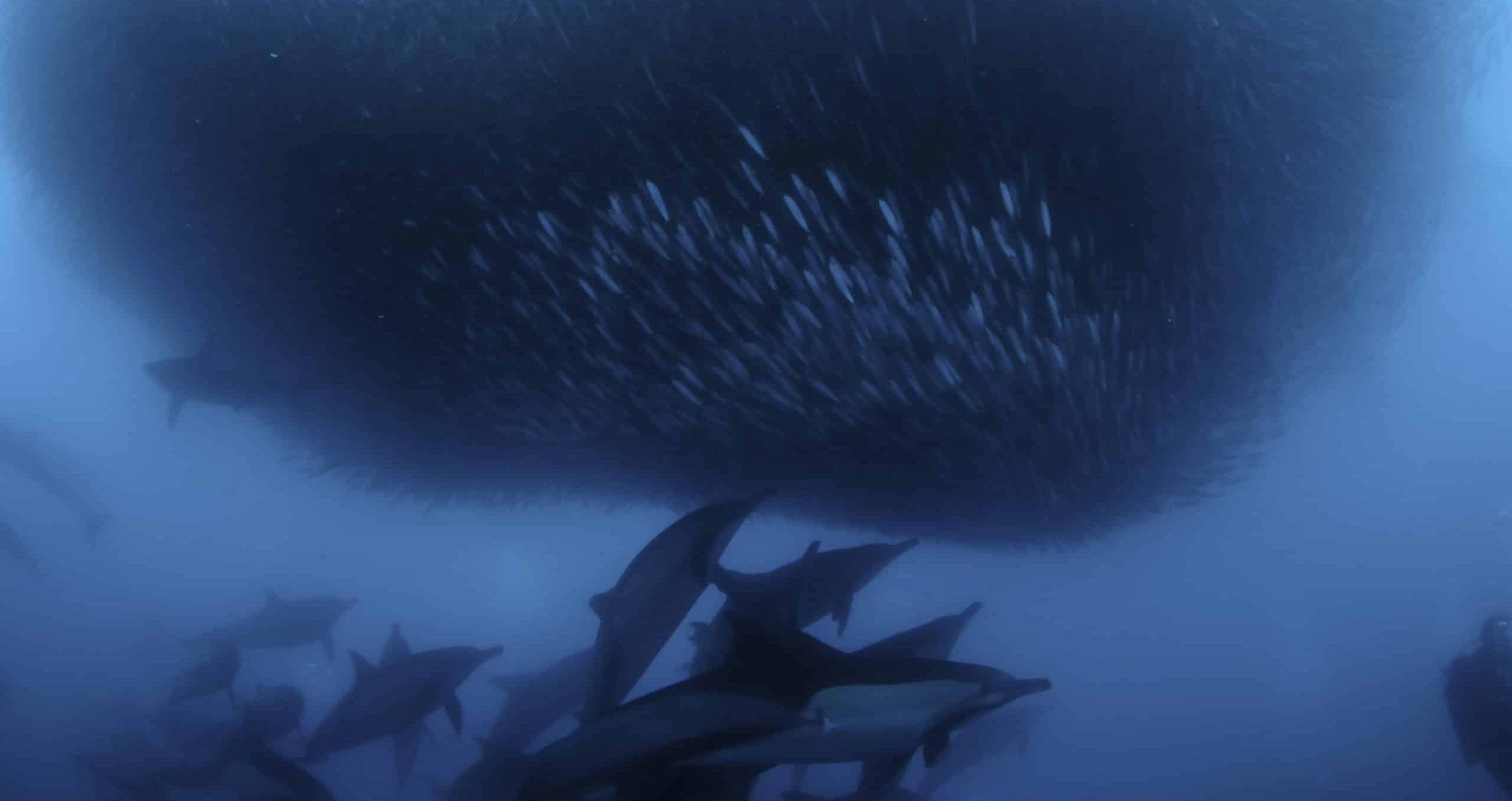 Common,Dolphins,Working,Together,As,A,Team,To,Round,Up